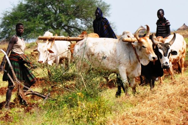 Girls-in-Kotido-district-ploughing-with-oxens-recently.-The-new-climate-change-guidelines-seek-to-make-farmers-more-drought-resilient.-Photo-by-Patrick-Odongo ????????????????????????????????????