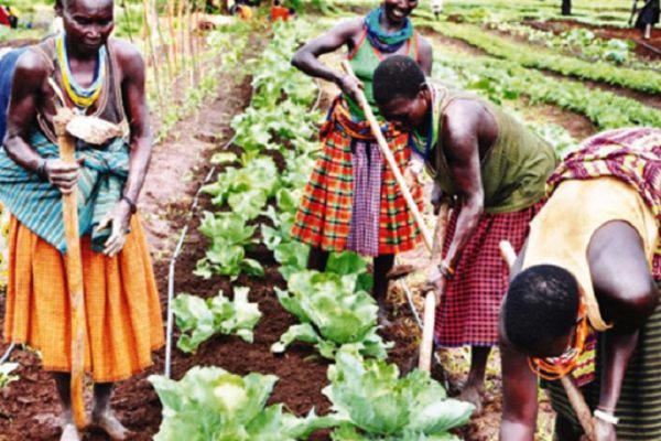 Karamoja-irrigation-photo- Karamoja-irrigation-photo-